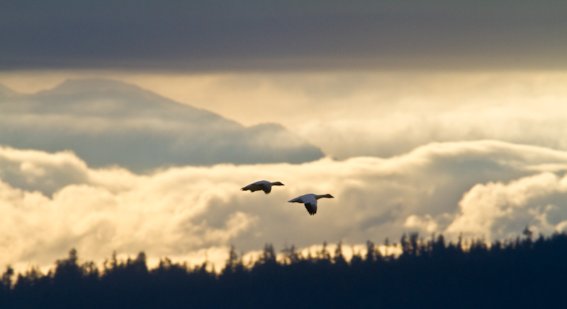 Snow Geese In Flight